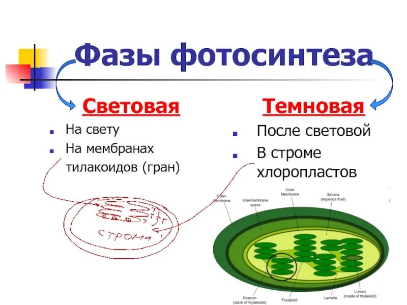 Хлоропласт темновая фаза. Световая фаза и темновая фаза фотосинтеза. Мембрана тилакоида световая фаза. Темновая фаза фотосинтеза этапы. Световая фаза на мембране тилакоидов.