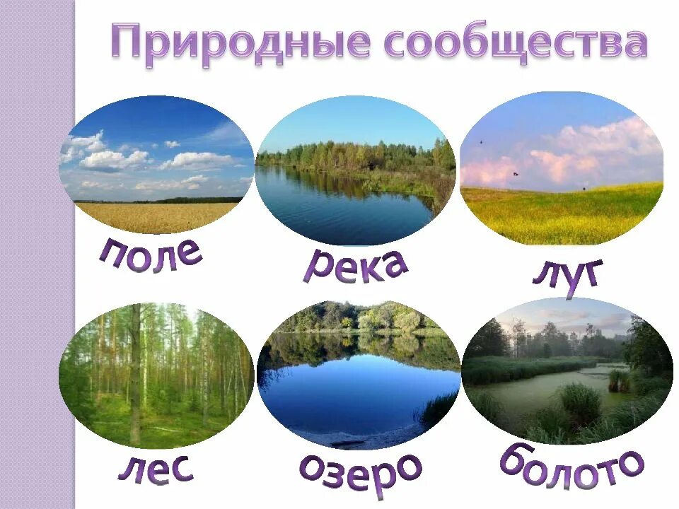 Доклад на тему природное сообщество. Природные сообщества. Природное сообщество окружающий мир. Сообщение о природном сообществе. Проект на тему природное сообщество.