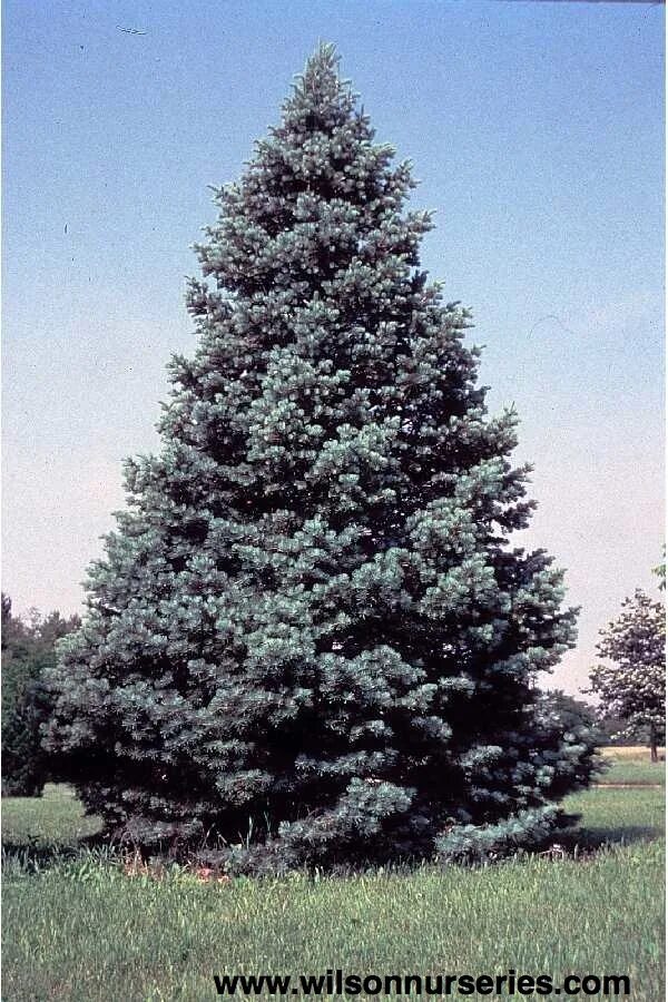 Розовая пихта. Пихта abies concolor. пихта белая европейская. пихта белая abies alba.