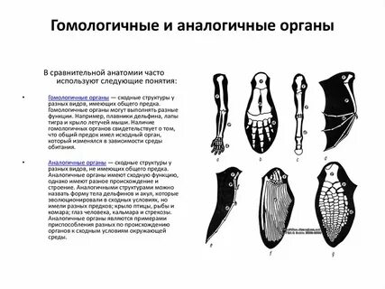 Плавники дельфина и кита гомологичные органы