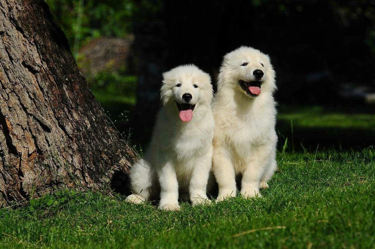 Маремма-абруццкая овчарка. Породы маремма абруццкой овчарки. Маремма-абруццкая овчарка. Породы маремма абруццкой овчарки. Маремма-абруццкая овчарка щенки.