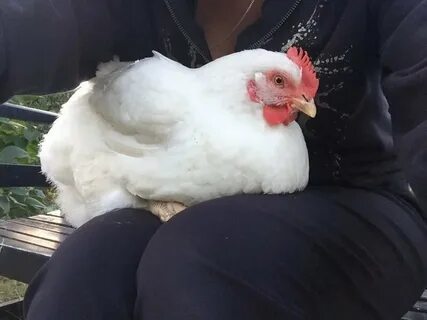Лучше всех курицы
