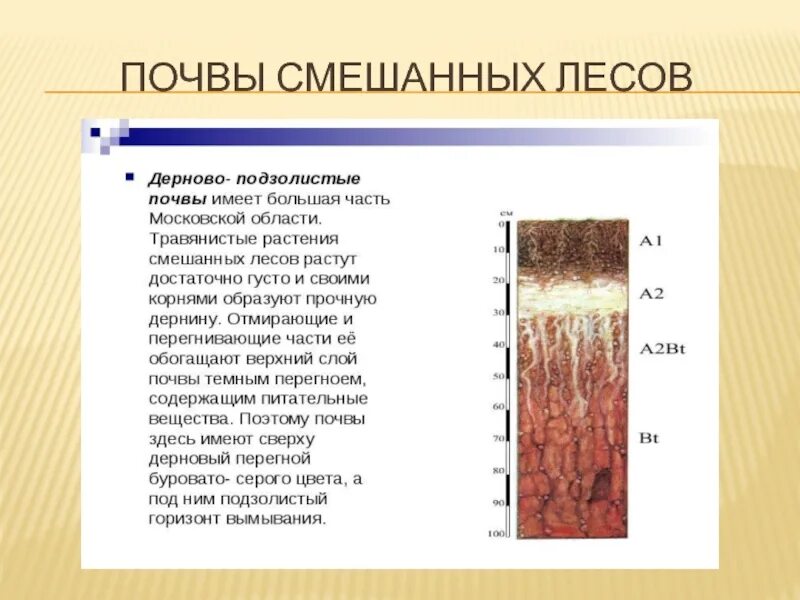 Типы почв характерны для смешанных лесов. Смешанные и широколиственные леса почва. Почвы России почвы широколиственных лесов. Типичные почвы смешанных лесов в России. Смешанные и широколиственные леса почва в России.