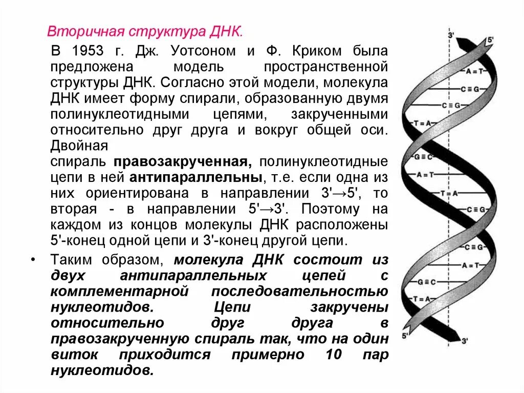 Вторичная структура ДНК модель Уотсона и крика. Структура ДНК 1953. Модель структуры ДНК Уотсона-крика. Строение молекулы ДНК по модели Уотсона и крика.