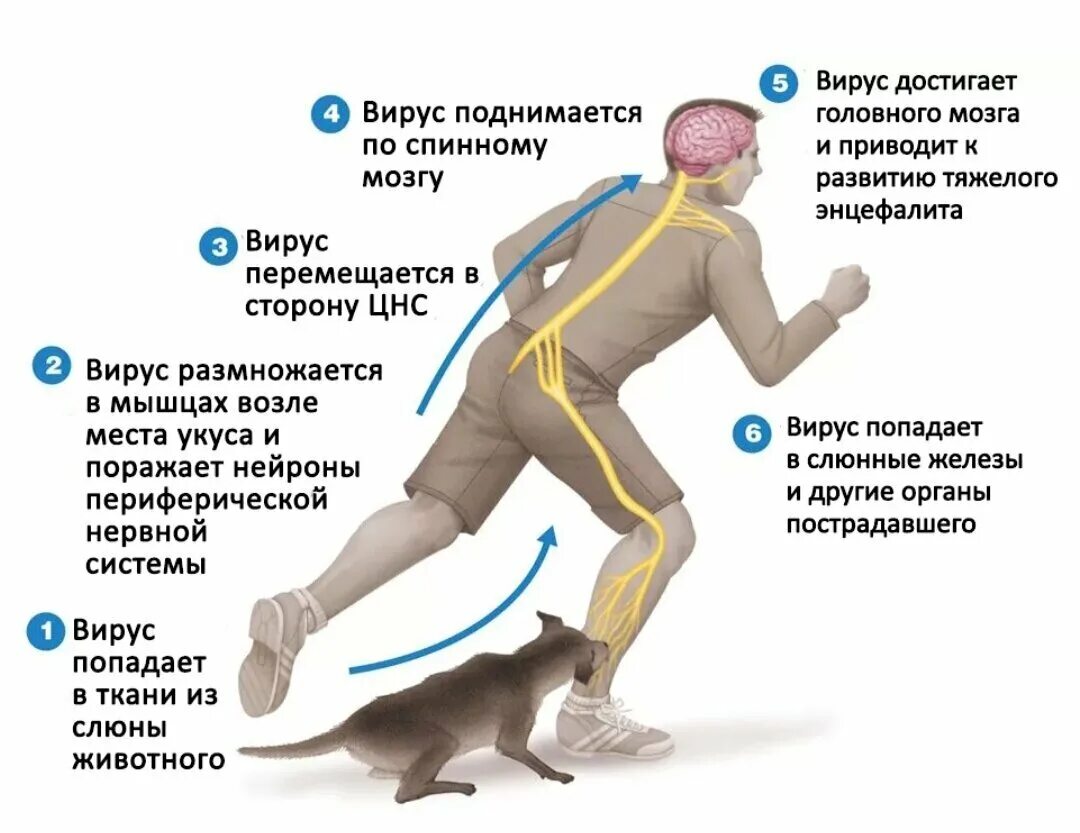 Лечение бешенства у собак. Вирус бешенства симптомы. симптомы бешенства у человека. симптомы бешенства у человека после укуса собаки. бешенство у человека си.