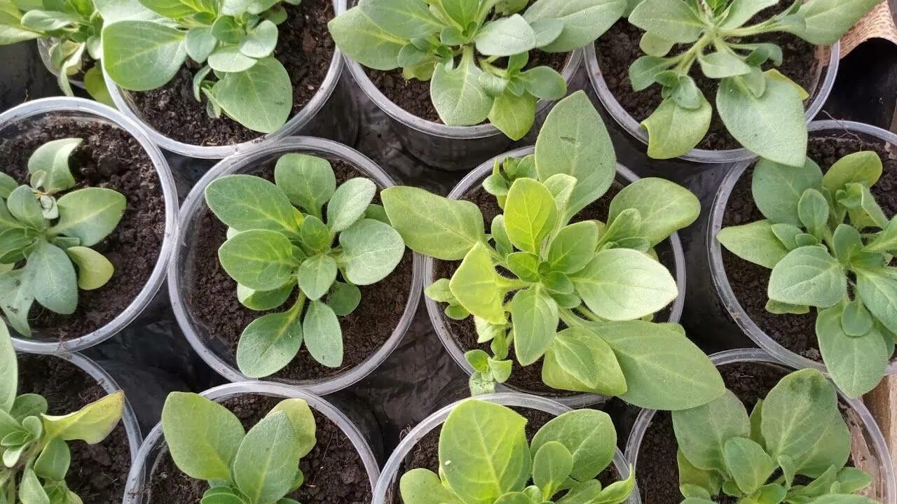 Почему у петунии вянут листья. Почему у петунии вянут листья. Петуния мучнистая росса. Железный хлороз петунии. Почему у петунии вянут листья.