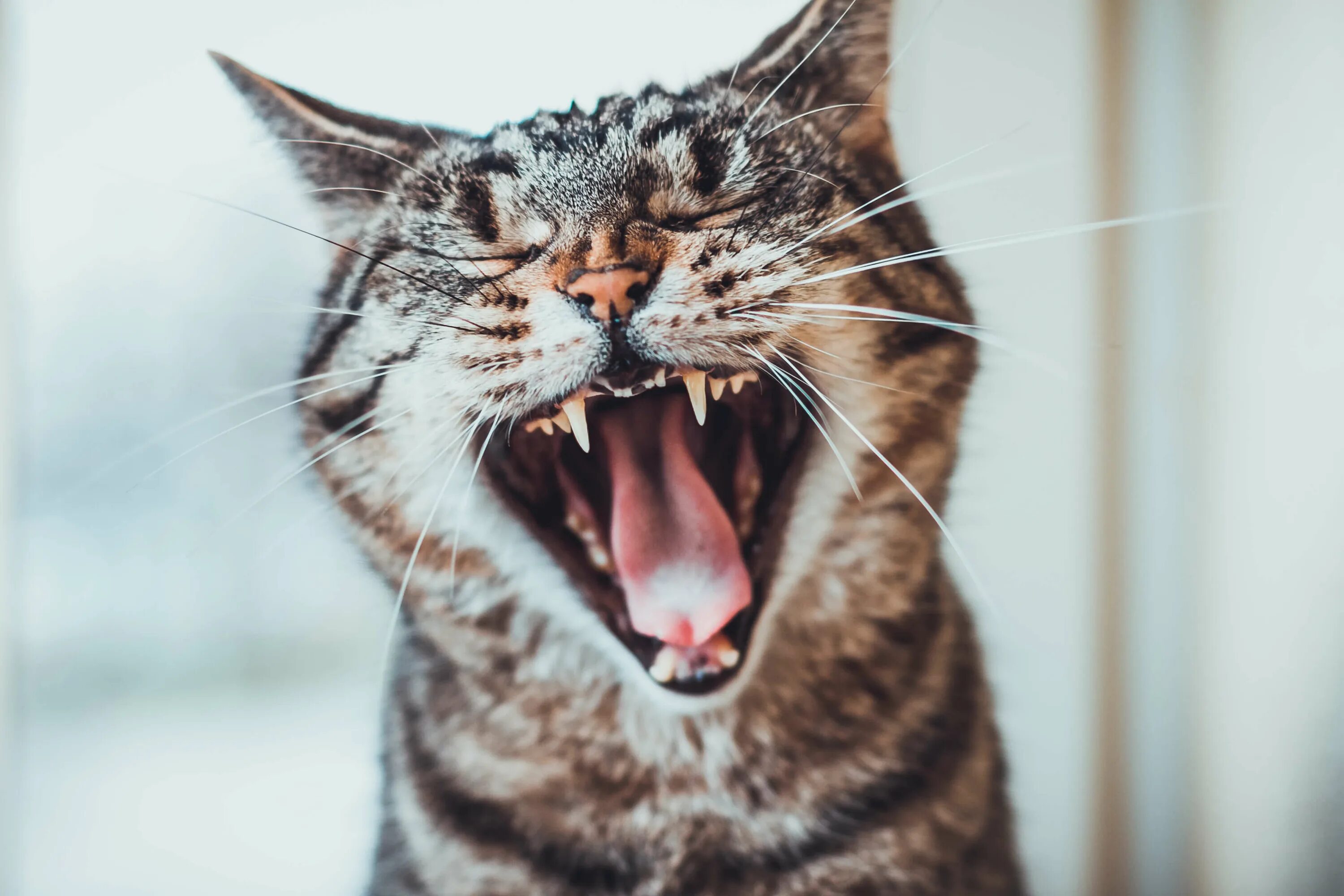 Воняет у кошки изо рта что делать. Кот зевает.