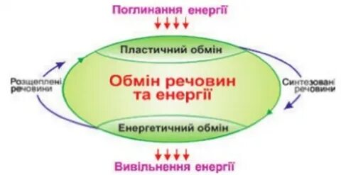 Чем проявляется взаимосвязь пластического и энергетического обмена
