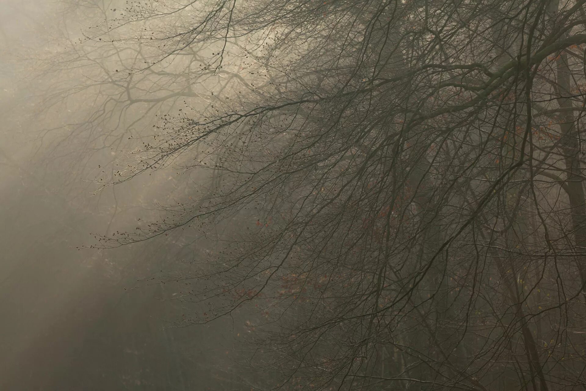 Ветвь туманного дерева. Коричневый туман. Ветки в тумане. Ветви деревьев в тумане. Фреска ветви в тумане.