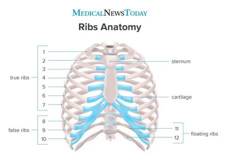 Ribs 1 5