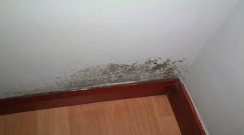 Избавиться от плесени на матрасе 90 фото