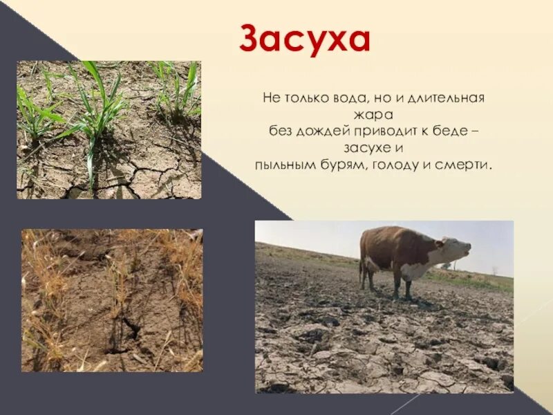 Засуха значение. Засуха презентация. засуха это определение. засуха это определение кратко. что такое засуха кратко для детей.