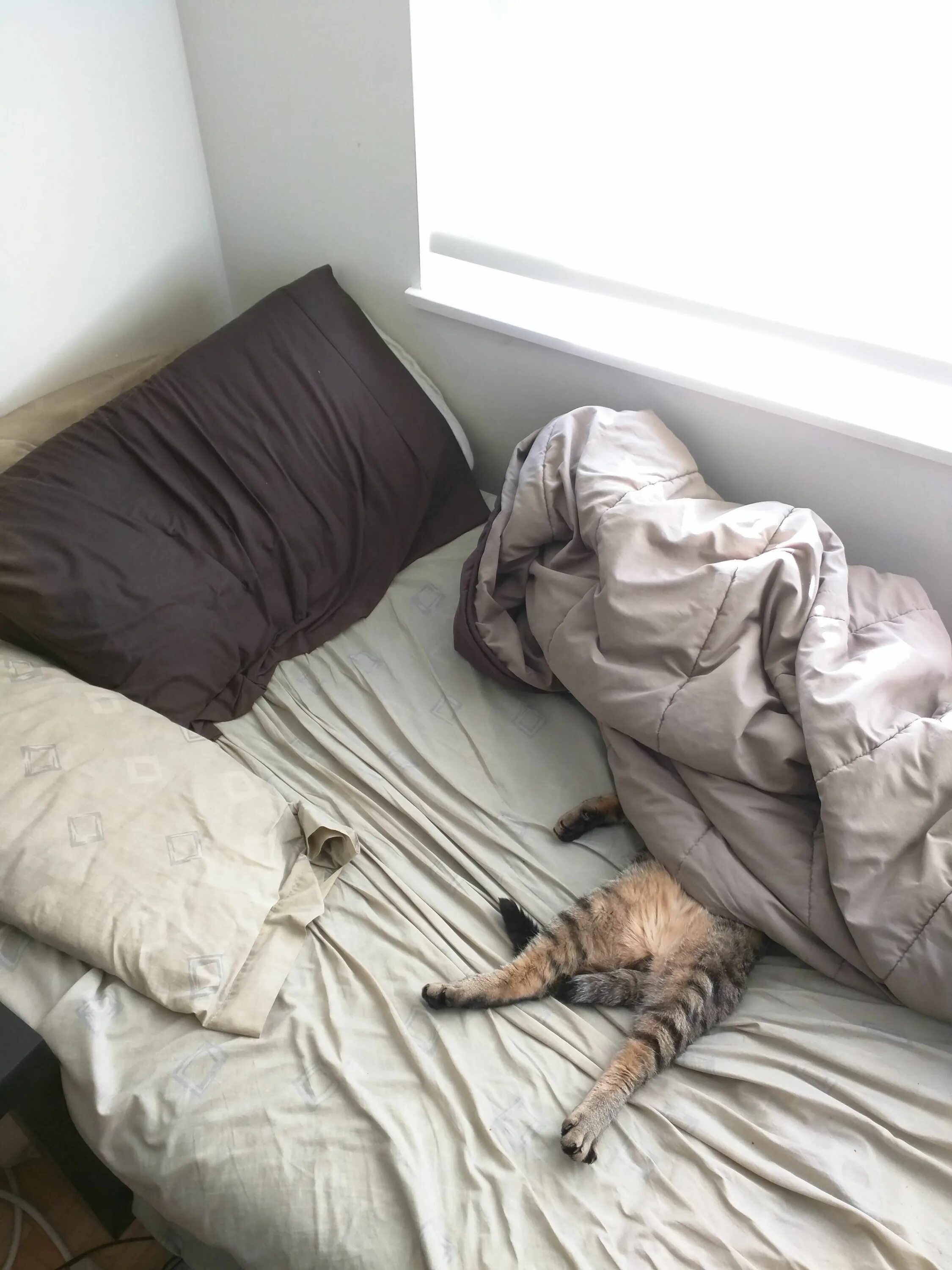 Кошка залазит под одеяло. Кот под одеялом смешной. кошка в постели. кровать для кошки.