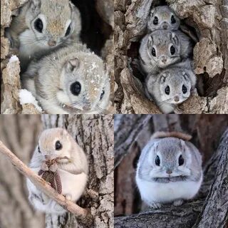 Japanese dwarf flying squirrel- I think these will never get old they.