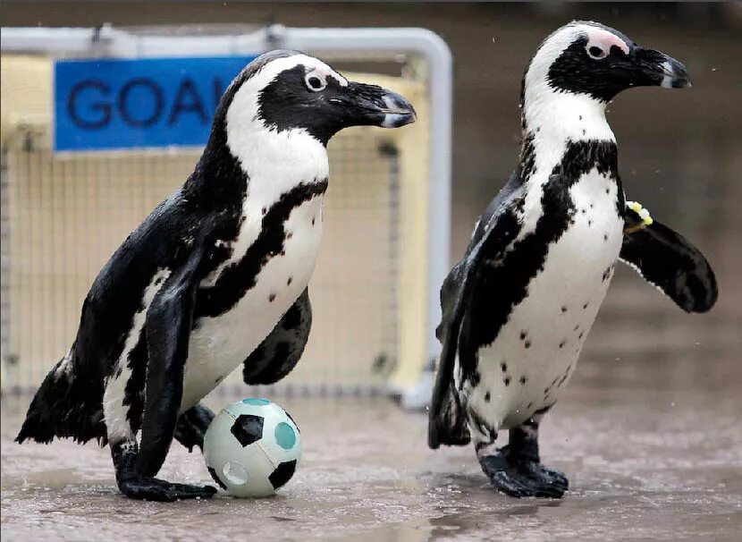 пингвины фильм 2019. спортивный пингвин. пингвины в дикой природе. Playing penguin. Playing penguin.