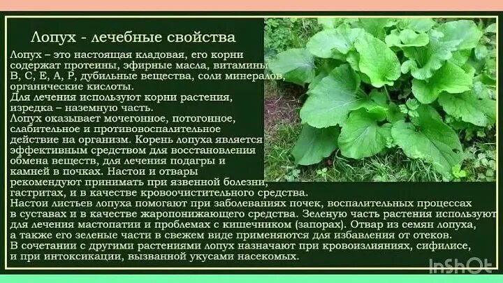 Корневища применяемые в медицине. Корень лопуха польза вред для организма человека. Корень лопуха лечебные. Целебные свойства лопуха. Корень лопуха польза вред для организма человека.