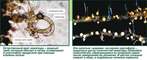 Нематода фото и описание