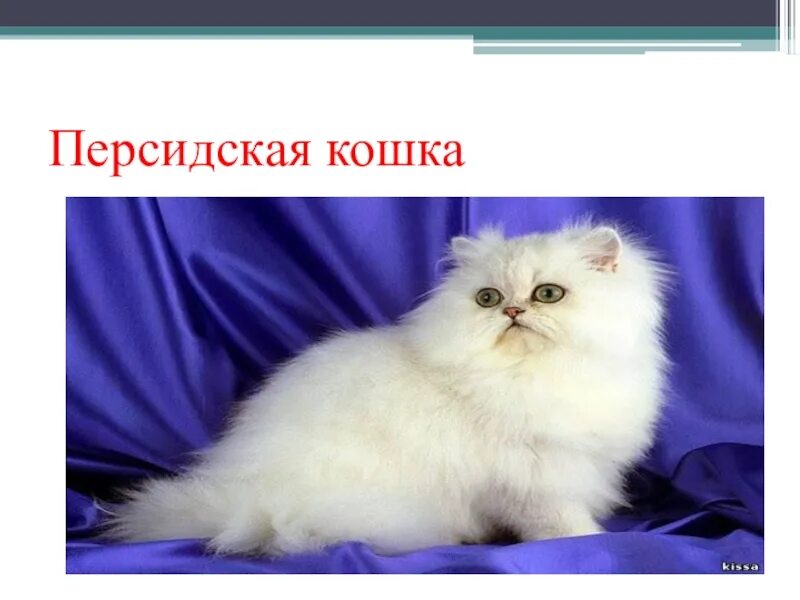 Перс сведения штраф. Персидская кошка презентация. персидская кошка 1 класс. персидская кошка сообщение 1 класс. на урок про персидскую кошку.