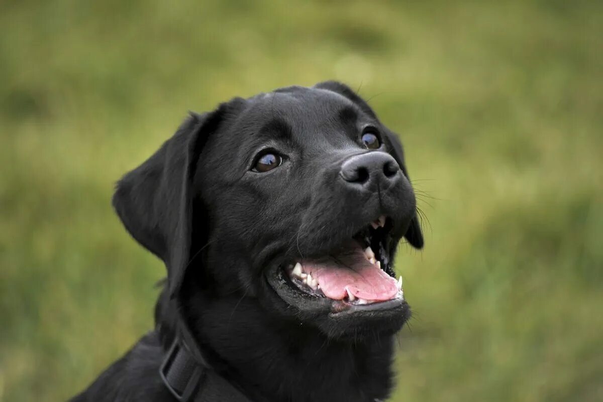 Лабрадор-ретривер щенок чёрный воспитание. Лабрадор черного цвета. Лабрадор черного цвета. Щенки лабрадора маленькие черные. Лабрадор черного цвета.
