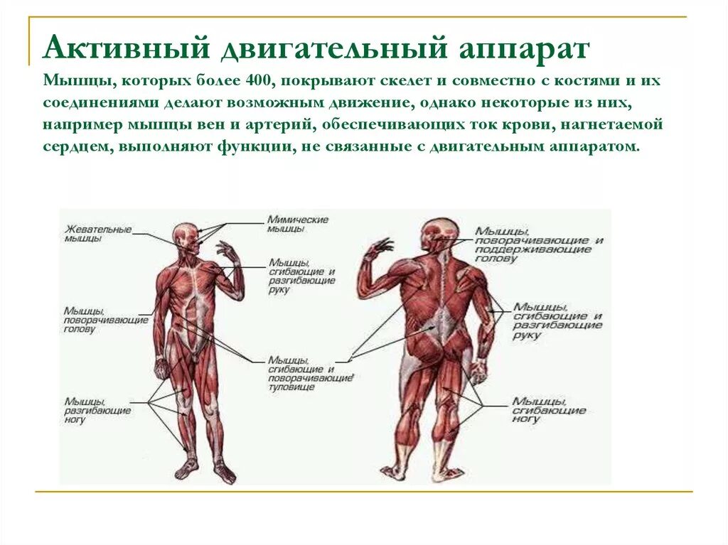 Мышечная система какие органы входят. Мышечная система человека. Мышцы двигательного аппарата. Активный двигательный аппарат. Опорно-двигательный аппарат и мышечная система.