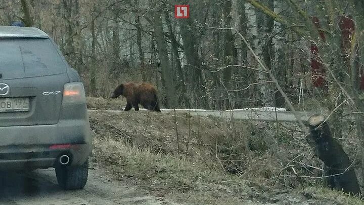 Медведь в Подмосковье. Медведь в подмосковном лесу. Медведи Подмосковье в Подмосковье. Медведи в подмосковье