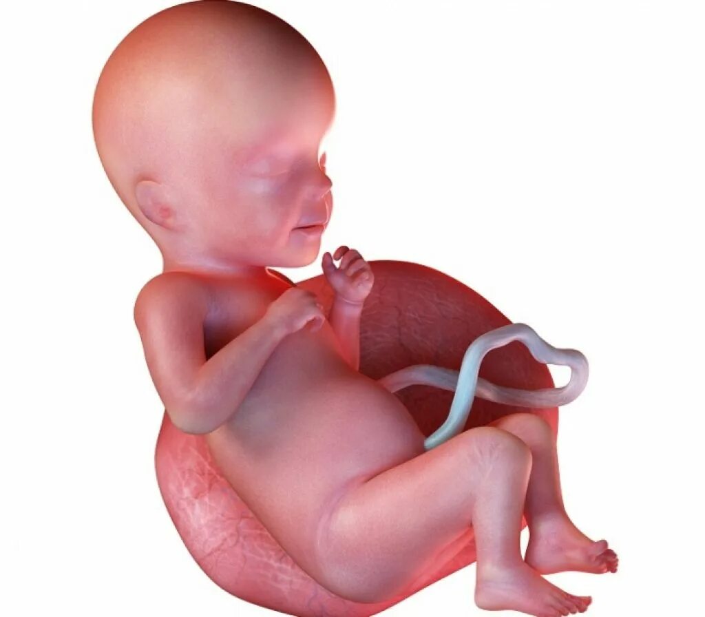 ребенок в утробе матери 23 неделе беременности. живот ребенок 6 месяцев. шрамы после кесаревосечения. 6 месяц беременности. живот на 6 месяце беременности.