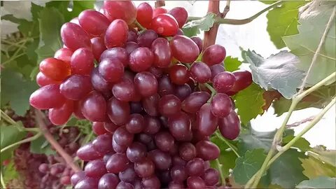 Кишмиш щелкунчик