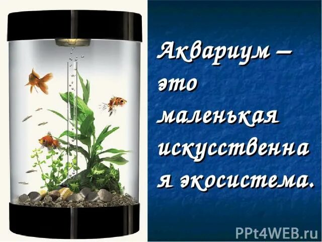 Аквариум как модель экосистемы практическая работа 2. Экосистема аквариума. Аквариум искусственная экосистема. Комнатный аквариум экосистемы. Комнатный аквариум модель экосистемы.