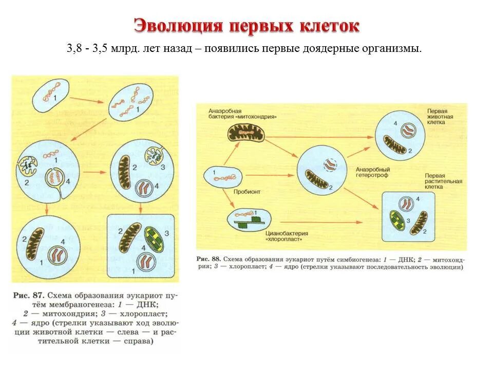 Когда на земле появились клеточные организмы. Этапы эволюции пробионтов схема. Эволюция первых клеток схема. Гипотеза биопоэза. Первая клетка.