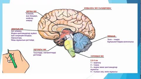 Лера Ранеткидің жалаңаш қынапшасы