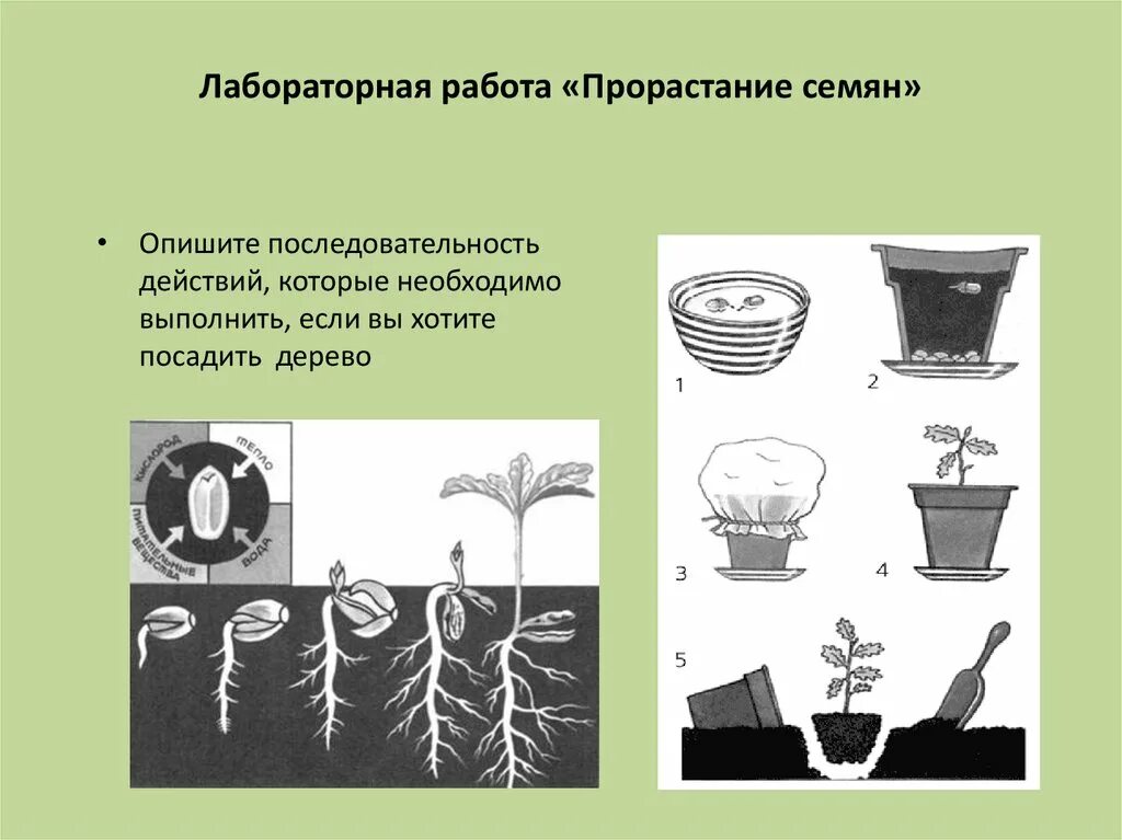 Условия посева семян биология 6 класс. Условия прорастания семян. Лабораторная работа проращивание семян. Схема проращивания семян. Проект по проращиванию семян.