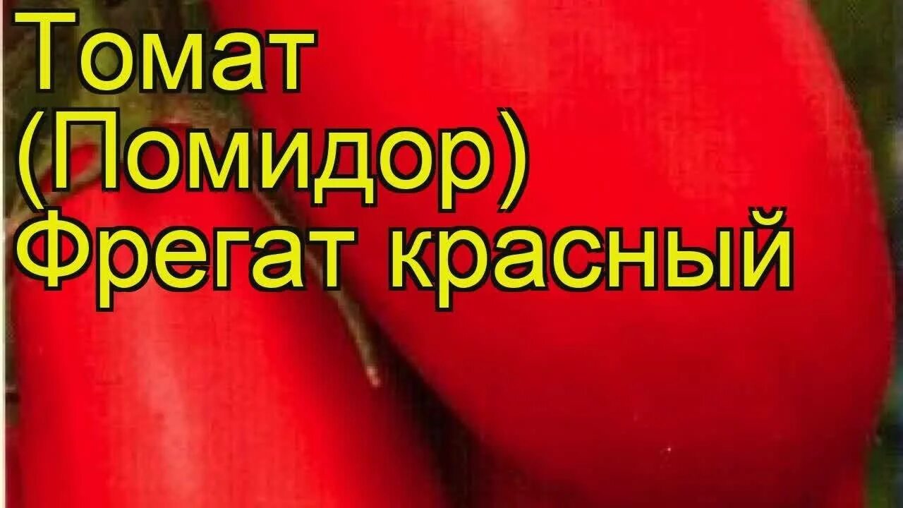 Томаты фрегат описание. Томат Фрегат. Томат Фрегат характеристика и описание. Помидоры алый Фрегат. Томат Фрегат характеристика.