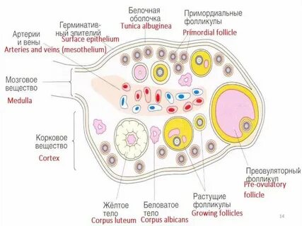 Пузырек фолликула