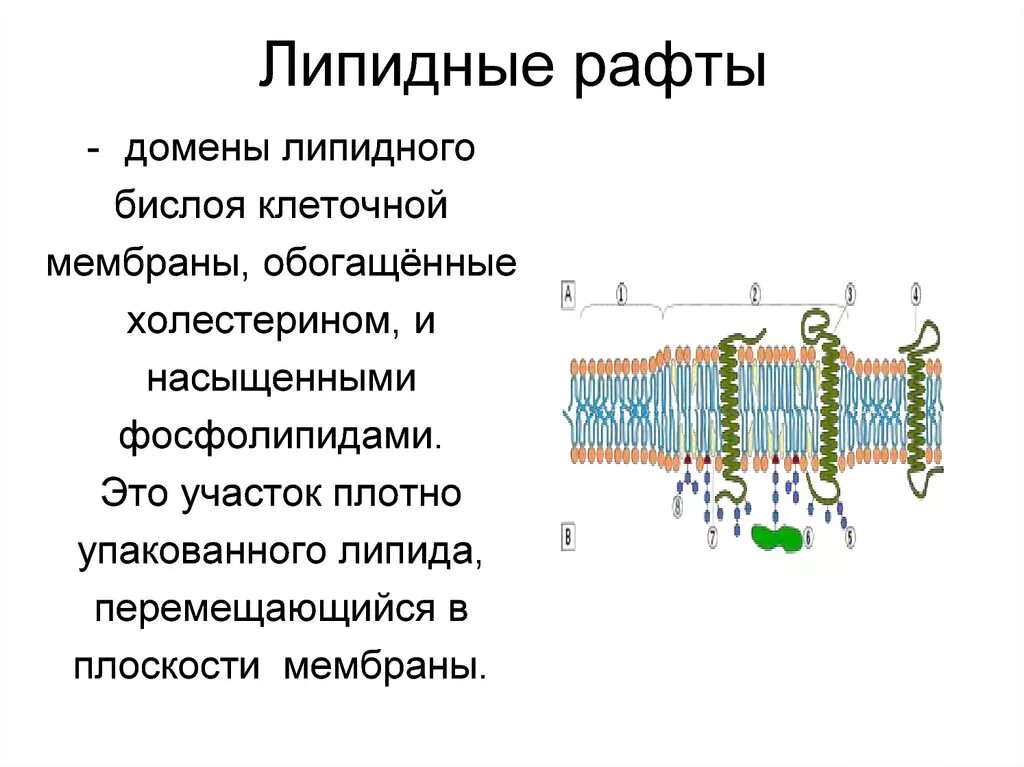 Липидные рафты биологических мембран. Липидный рафт мембраны. В состав бислоя клеточных мембран входят. Липидные рафты функции.