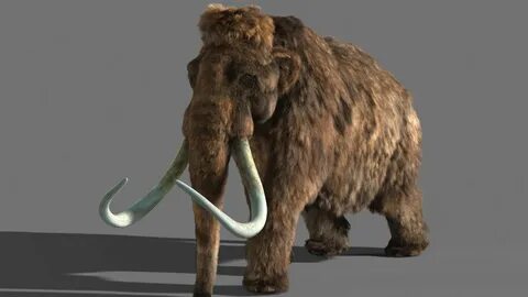 Mammoth fruit