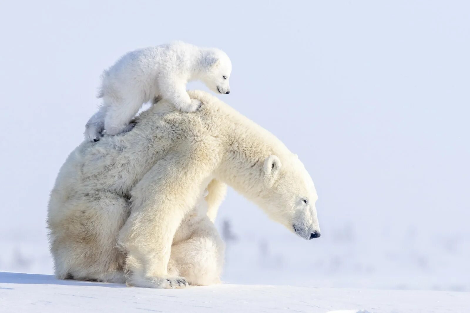 Обитатели снегов. Белый медведь Polar Bear. Белый Полярный Медвежонок. Арктический Полярный медведь.