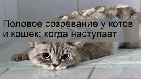 Кот выходит из наркоза