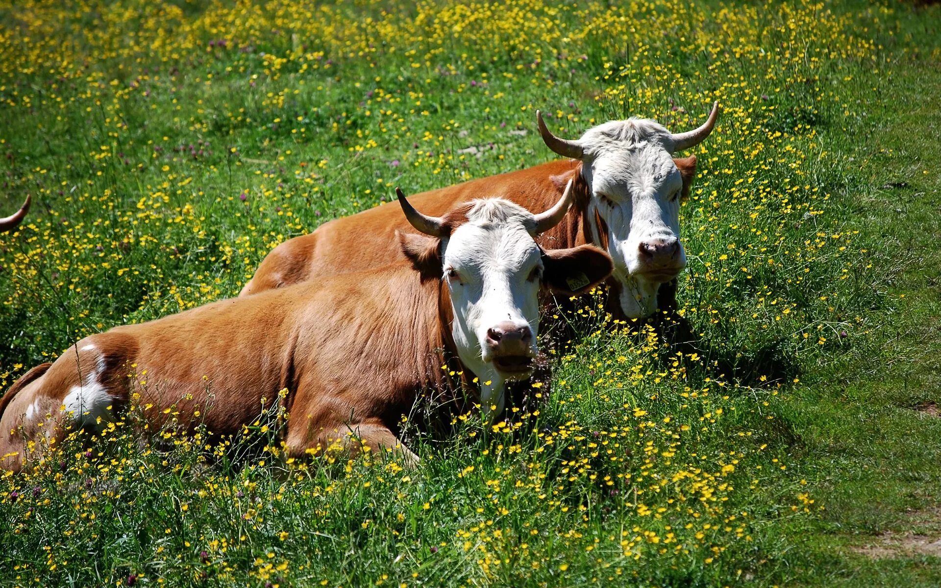 Корова на сочном лугу по имени. Красивая корова. Корова с теленком на лугу. Бык на лугу. Коровы на лугу.