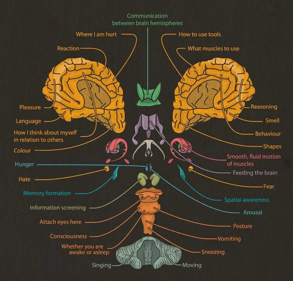 Brain карта. Нервная система. Мозговая система. Карта мозга человека. Нервная система человека инфографика.