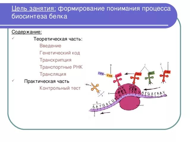 Определите последовательность процессов биосинтеза белка. Процесс при транскрипции биосинтеза белка. Синтез белка транскрипция и трансляция. Транскрипции в процессе биосинтеза белка?. Генетический код Биосинтез белка.