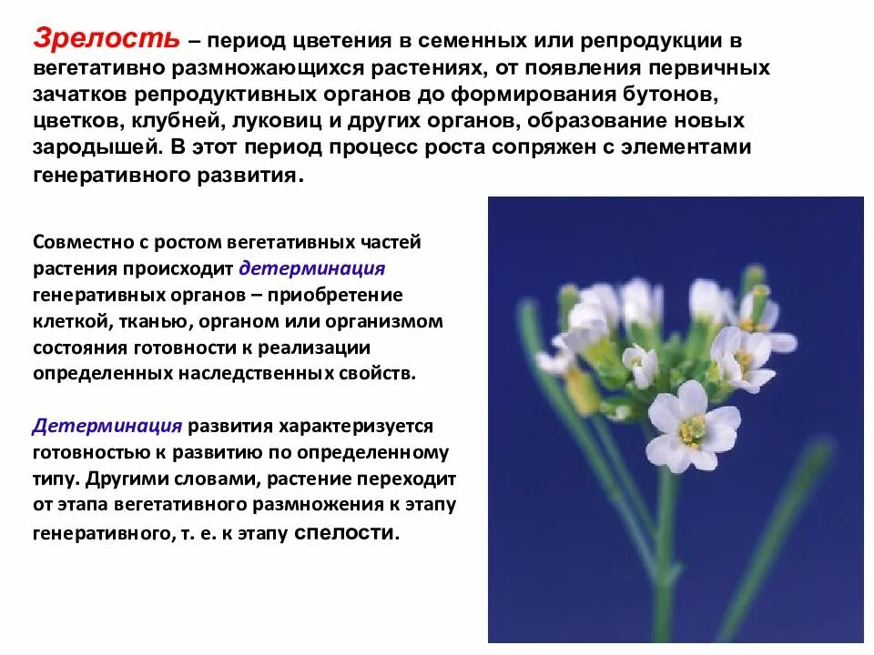 Генеративный способ. Период зрелости у растений. Растения в стадии зрелости. Генеративные органы размножения. Органы генеративного размножения растений.