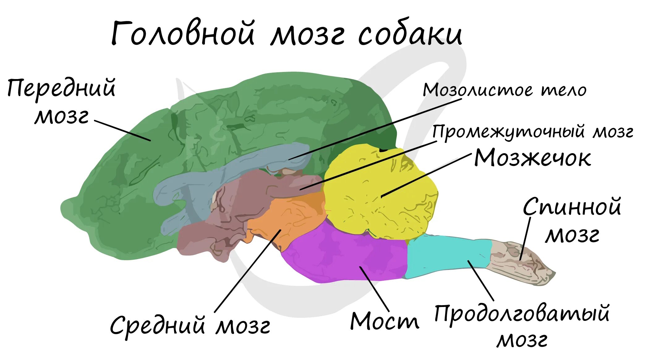 Мозг собаки отделы