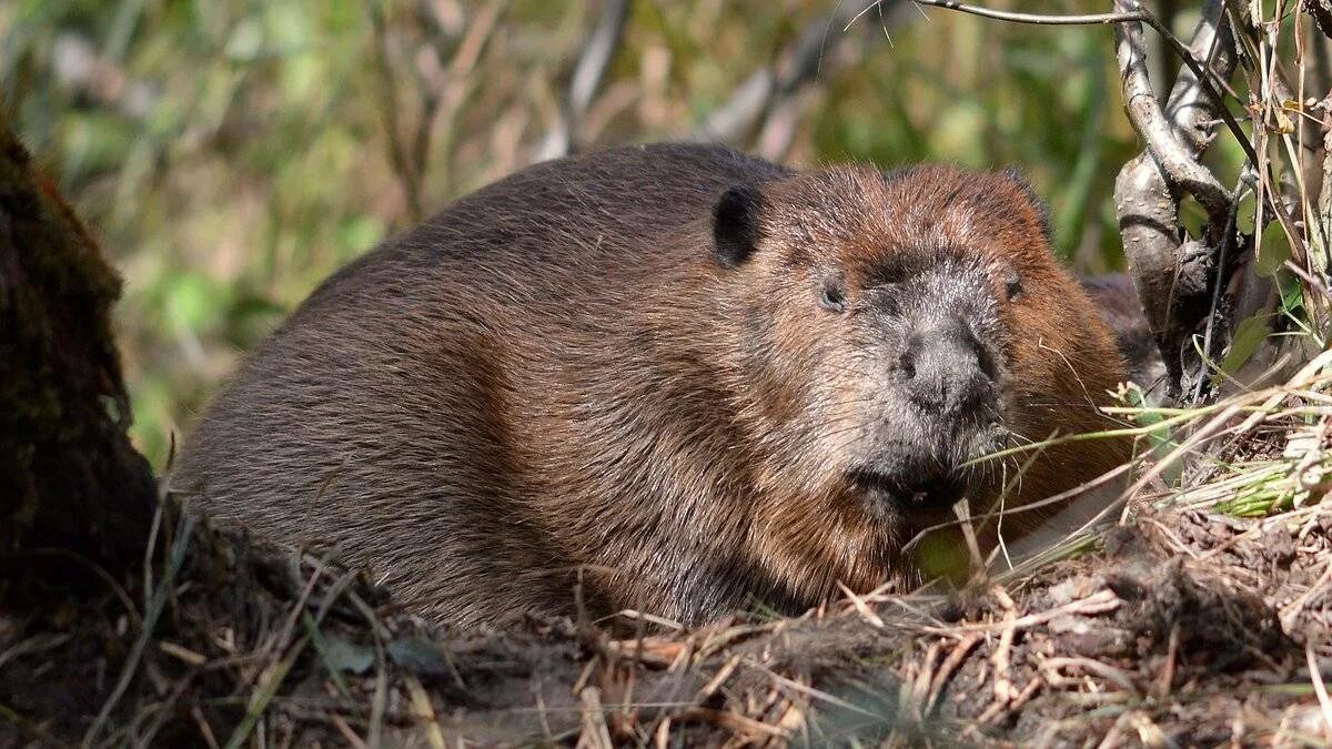 Животный мир бобры. Канадский Бобр (Castor canadensis). Западно Сибирский Речной Бобр. Западносибирский обыкновенный Бобр. Бобр Речной обыкновенный.