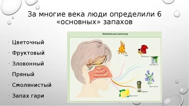 Обонятельная память. Обоняние запахи. Восприятие запахов. Шесть основных запахов. Приятные и неприятные запахи.