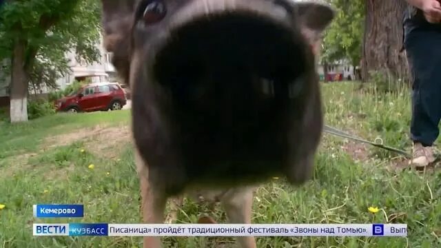 Собачий депутат. Наказал бомжей за собак. Прогулки с собакой в кемеровском Бору.