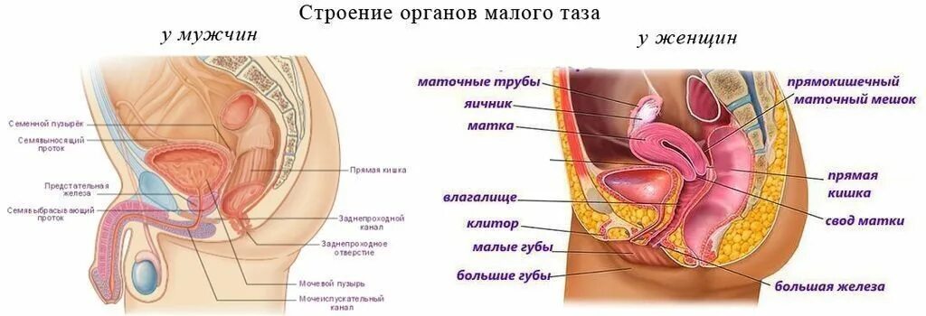 Органы малого таза у женщин что это