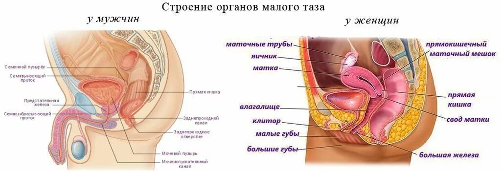 Женский нижний орган