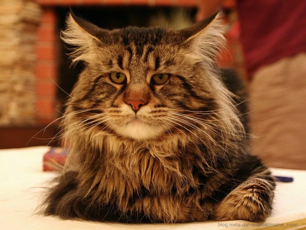 Большие коты мэйкун. Мейн кун гигант. Кот мейн кун. V'qyreey. Мэ й н кун.
