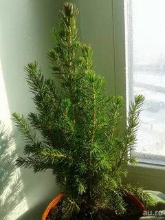 Ель коника домашняя как ухаживать в горшке