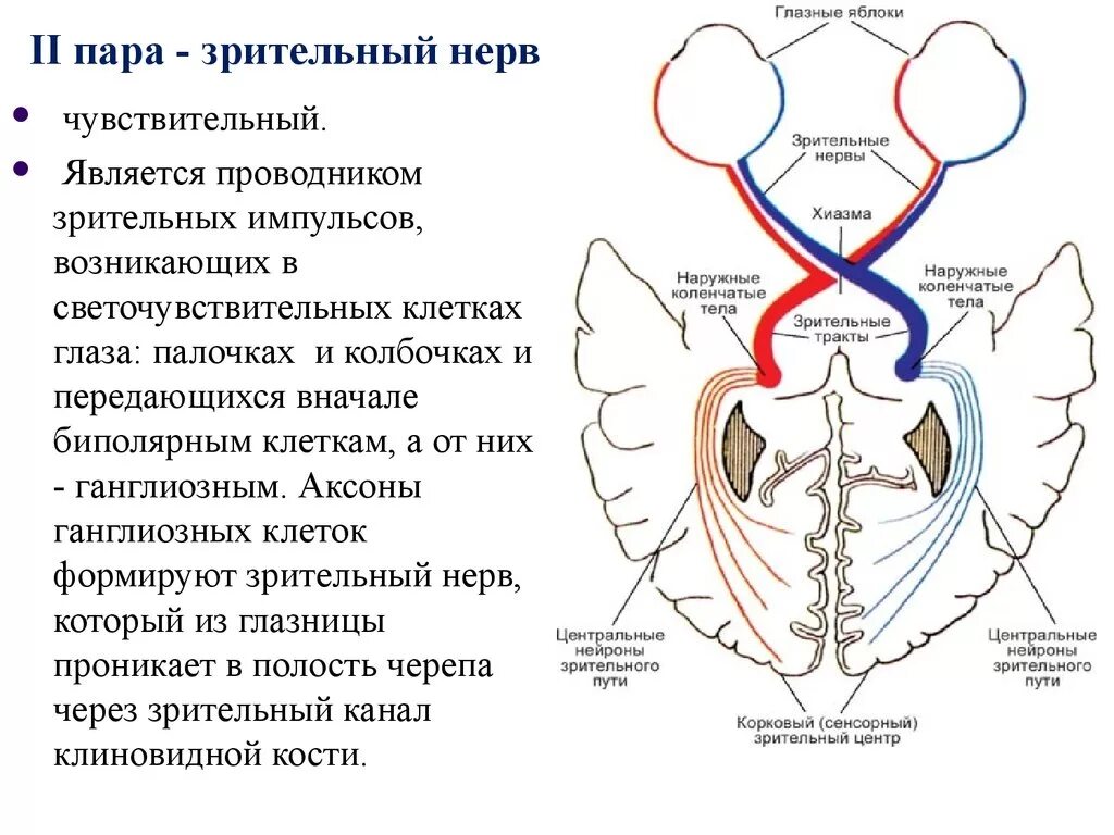 Зрительный нерв в головном мозге. Топография зрительного нерва анатомия. Анатомия зрительного нерва неврология. Зрительный нерв (II пара, 2 пара, вторая пара черепных нервов), n. Opticus. Зрительный нерв анатомия и функции.